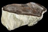 Petrified Wood Slice - Tom Miner Basin, Montana #104837-2